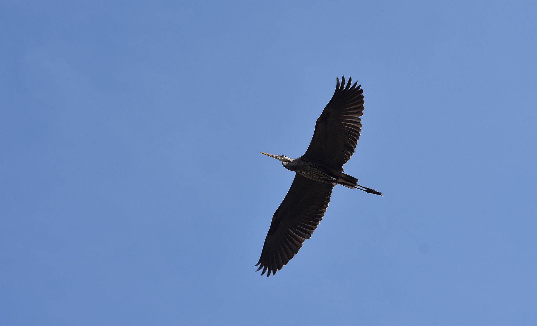 Great Blue Heron